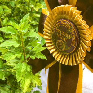 KUROWSCY dekoratyvinių medžių ir krūmų medelynas Lenkijoje