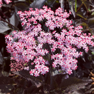 KUROWSCY dekoratyvinių medžių ir krūmų medelynas Lenkijoje