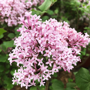 KUROWSCY dekoratyvinių medžių ir krūmų medelynas Lenkijoje