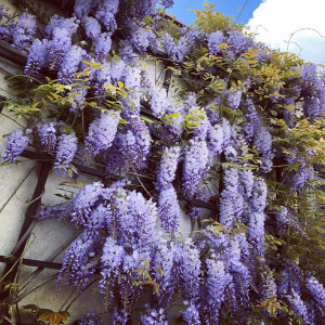 KUROWSCY dekoratyvinių medžių ir krūmų medelynas Lenkijoje