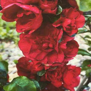 KUROWSCY dekoratyvinių medžių ir krūmų medelynas Lenkijoje