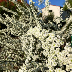 KUROWSCY dekoratyvinių medžių ir krūmų medelynas Lenkijoje