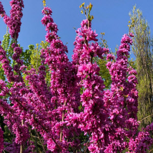 KUROWSCY dekoratyvinių medžių ir krūmų medelynas Lenkijoje