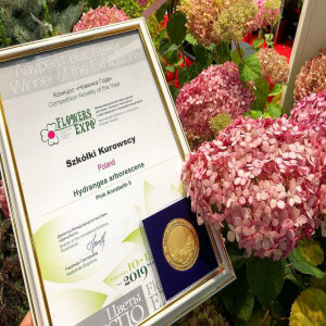 KUROWSCY dekoratyvinių medžių ir krūmų medelynas Lenkijoje